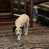 Egypt’s Boy #1 AKC LUA, a male Dalmatian for sale in Signal Mountain, TN – 6 of 10