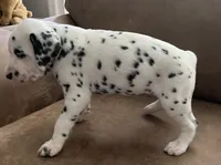 Jlo’s Boy #1, a male Dalmatian for sale in Signal Mountain, TN – 2 of 7