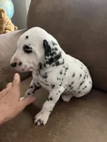 Jlo’s Boy #1, a male Dalmatian for sale in Signal Mountain, TN – 6 of 7