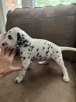 Jlo’s Boy #1, a male Dalmatian for sale in Signal Mountain, TN – 7 of 7
