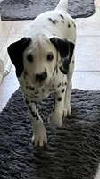 Egypt’s Boy #1 AKC LUA, a male Dalmatian for sale in Signal Mountain, TN – 2 of 10