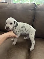 Jlo’s Boy #2 Liver and LUA, a male Dalmatian for sale in Signal Mountain, TN – 2 of 8