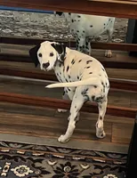 Egypt’s Boy #1 AKC LUA, a male Dalmatian for sale in Signal Mountain, TN – 10 of 10