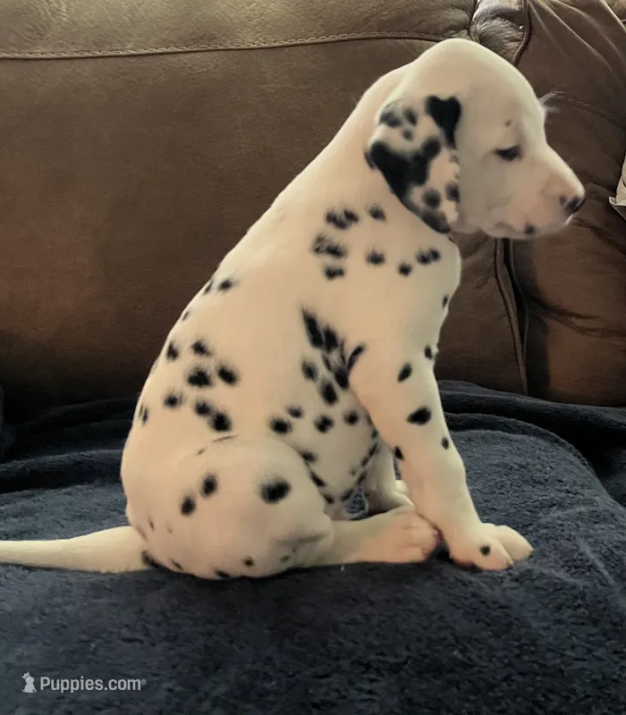 Jlo’s Boy #3 – Dalmatian puppy for sale in Signal Mountain, TN