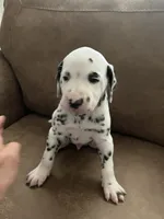 Jlo’s Boy #1, a male Dalmatian for sale in Signal Mountain, TN – 4 of 7