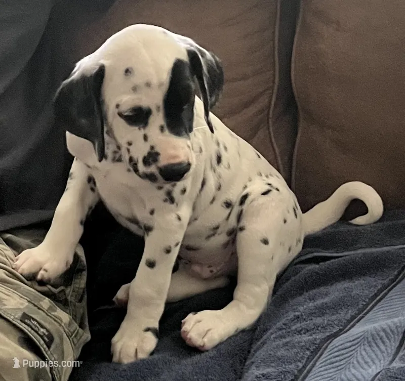 Egypt’s Boy #3 LUA – Dalmatian puppy for sale in Signal Mountain, TN