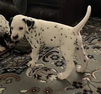 Egypt’s Boy #1 LUA, a male Dalmatian for sale in Signal Mountain, TN – 6 of 9
