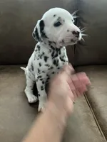 Jlo’s Girl #2, a female Dalmatian for sale in Signal Mountain, TN – 6 of 7