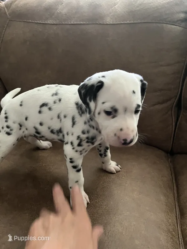 Jlo’s Boy #1 – Dalmatian puppy for sale in Signal Mountain, TN
