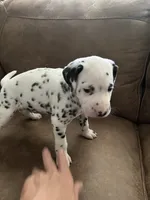 Jlo’s Boy #1, a male Dalmatian for sale in Signal Mountain, TN – 1 of 7