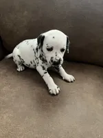 Jlo’s Girl #1, a female Dalmatian for sale in Signal Mountain, TN – 6 of 10