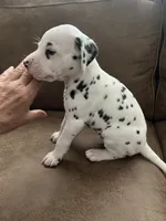 Jlo’s Boy #3, a male Dalmatian for sale in Signal Mountain, TN – 7 of 7