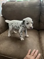 Jlo’s Girl #2, a female Dalmatian for sale in Signal Mountain, TN – 7 of 7