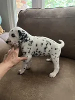 Jlo’s Boy #1, a male Dalmatian for sale in Signal Mountain, TN – 5 of 7