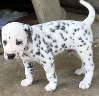 Egypt’s Boy #2, a male Dalmatian for sale in Signal Mountain, TN – 3 of 3