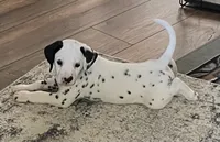 Egypt’s Boy #1 LUA, a male Dalmatian for sale in Signal Mountain, TN – 1 of 9