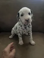 Jlo’s Girl #2, a female Dalmatian for sale in Signal Mountain, TN – 4 of 7