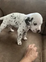 Jlo’s Boy #2 Liver and LUA, a male Dalmatian for sale in Signal Mountain, TN – 5 of 8