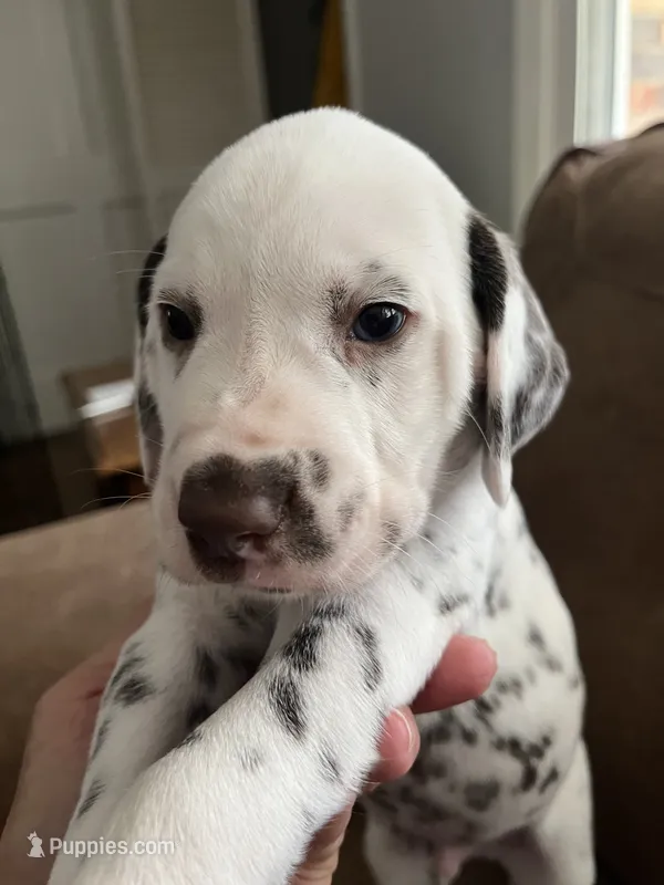 Jlo’s Boy #2 Liver and LUA – Dalmatian puppy for sale in Signal Mountain, TN