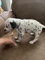 Jlo’s Girl #1, a female Dalmatian for sale in Signal Mountain, TN – 5 of 10