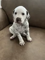 Jlo’s Boy #2 Liver and LUA, a male Dalmatian for sale in Signal Mountain, TN – 6 of 8