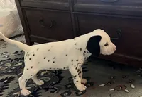 Egypt’s Boy #1 LUA, a male Dalmatian for sale in Signal Mountain, TN – 4 of 9