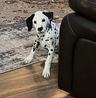 Egypt’s Boy #1 AKC LUA, a male Dalmatian for sale in Signal Mountain, TN – 4 of 10
