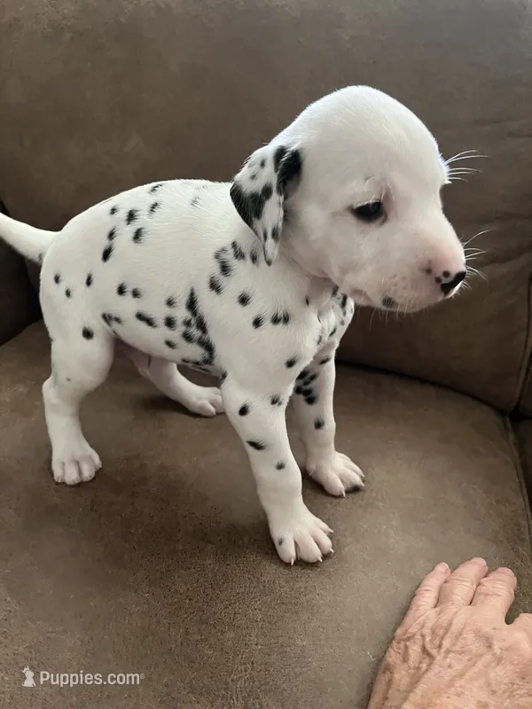 Jlo’s Boy #3 – Dalmatian puppy for sale in Signal Mountain, TN