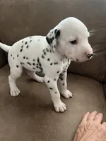 Jlo’s Boy #3, a male Dalmatian for sale in Signal Mountain, TN – 1 of 7