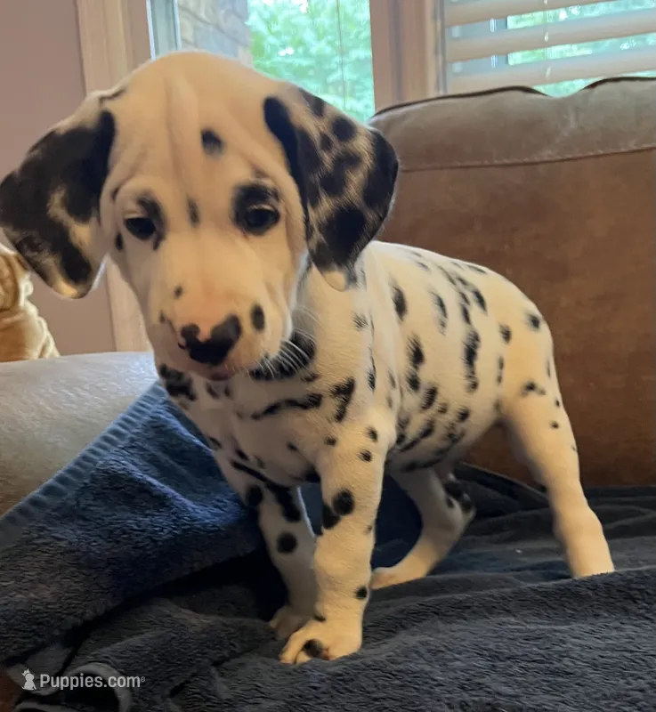 Jlo’s Boy #1 – Dalmatian puppy for sale in Signal Mountain, TN