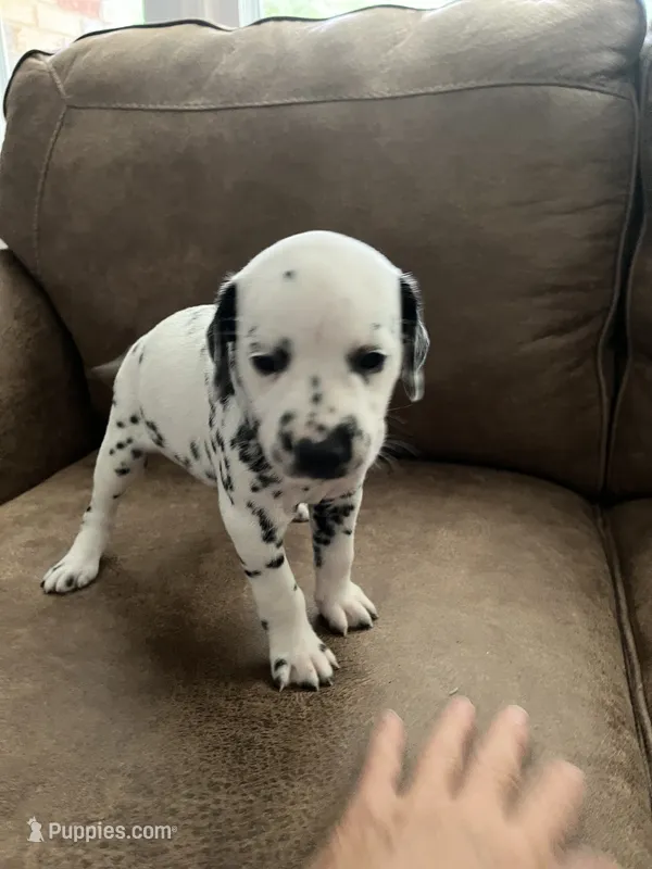 Jlo’s Girl #1 – Dalmatian puppy for sale in Signal Mountain, TN