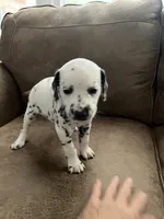 Jlo’s Girl #1, a female Dalmatian for sale in Signal Mountain, TN – 1 of 10