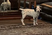 Egypt’s Boy #1 AKC LUA, a male Dalmatian for sale in Signal Mountain, TN – 9 of 10