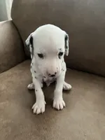 Jlo’s Boy #3, a male Dalmatian for sale in Signal Mountain, TN – 2 of 7