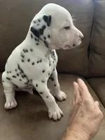 Jlo’s Boy #3, a male Dalmatian for sale in Signal Mountain, TN – 4 of 7