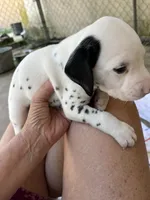 Egypt’s Boy #1, a male Dalmatian for sale in Signal Mountain, TN – 3 of 3