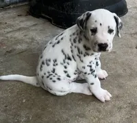 Egypt’s Boy #2, a male Dalmatian for sale in Signal Mountain, TN – 2 of 3