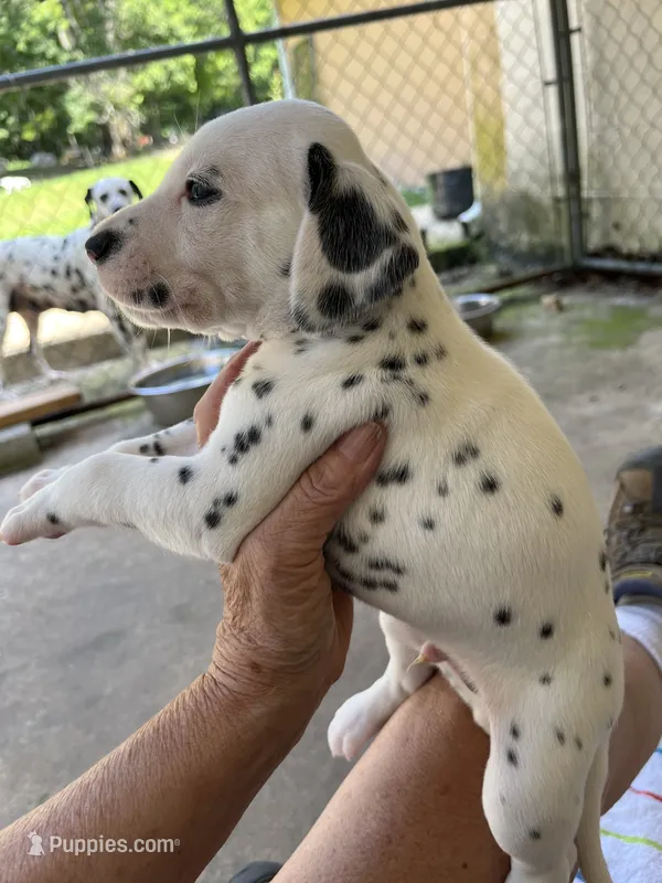 Egypt’s Boy #1 – Dalmatian puppy for sale in Signal Mountain, TN