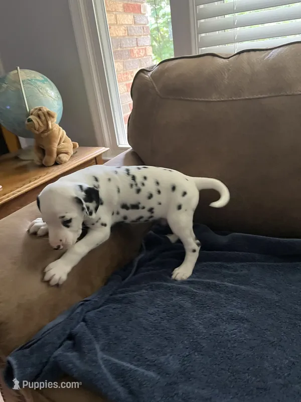 Jlo’s Boy #3 – Dalmatian puppy for sale in Signal Mountain, TN