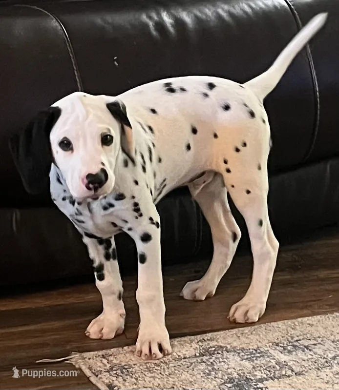 Egypt’s Boy #1 AKC LUA – Dalmatian puppy for sale in Signal Mountain, TN