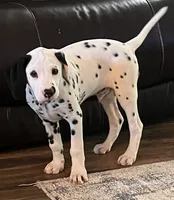 Egypt’s Boy #1 AKC LUA, a male Dalmatian for sale in Signal Mountain, TN – 1 of 10