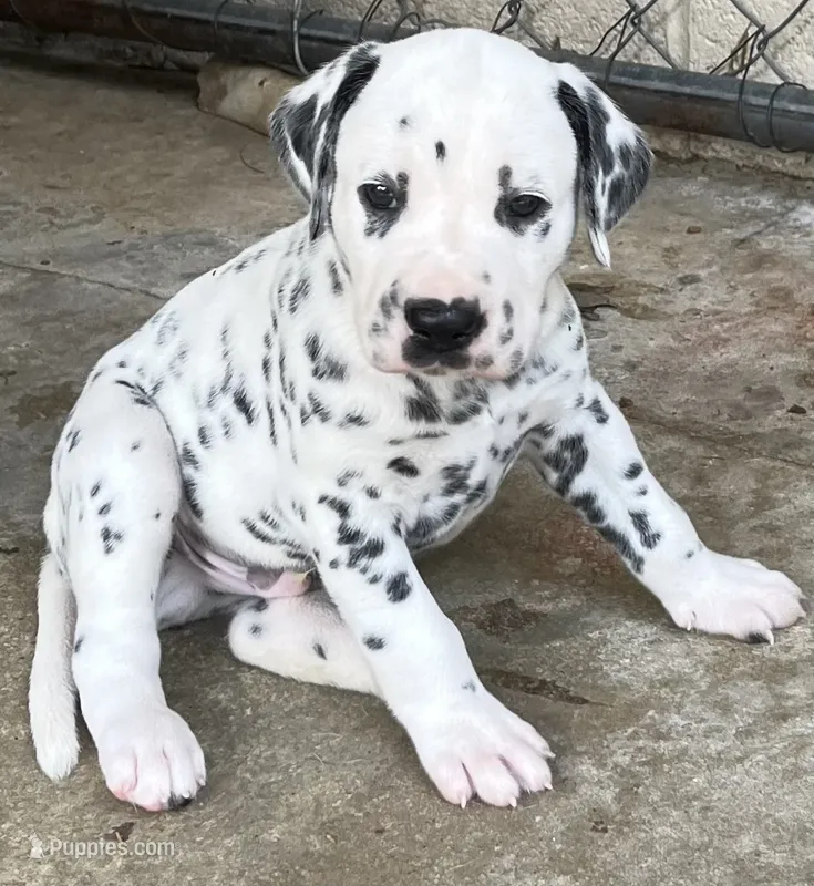 Egypt’s Boy #2 – Dalmatian puppy for sale in Signal Mountain, TN