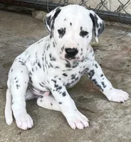 Egypt’s Boy #2, a male Dalmatian for sale in Signal Mountain, TN – 1 of 3