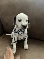 Jlo’s Girl #1, a female Dalmatian for sale in Signal Mountain, TN – 7 of 10