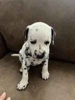 Jlo’s Girl #1, a female Dalmatian for sale in Signal Mountain, TN – 10 of 10