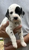 Egypt’s Boy #3, a male Dalmatian for sale in Signal Mountain, TN – 2 of 3