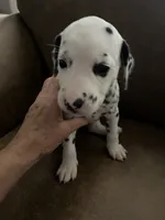 Jlo’s Girl #2, a female Dalmatian for sale in Signal Mountain, TN – 2 of 7