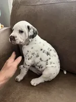 Jlo’s Boy #2 Liver and LUA, a male Dalmatian for sale in Signal Mountain, TN – 7 of 8