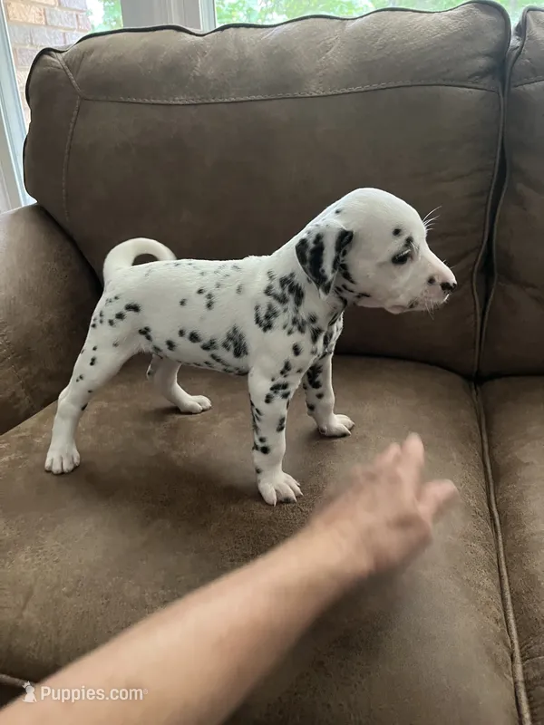 Jlo’s Girl #2 – Dalmatian puppy for sale in Signal Mountain, TN