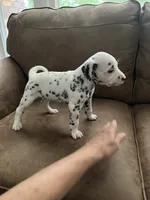 Jlo’s Girl #2, a female Dalmatian for sale in Signal Mountain, TN – 1 of 7